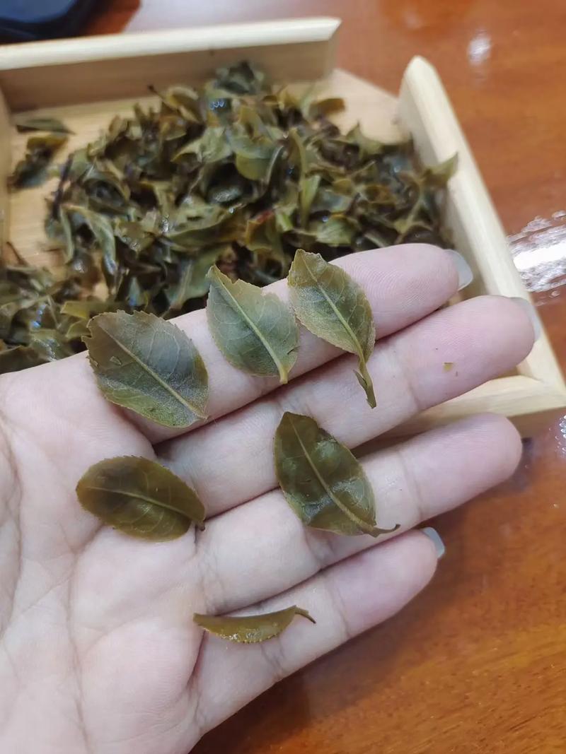 倚邦頭春茶，小葉種的春天
