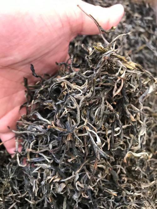 倚邦 | 兩朝貢茶，六山香魁