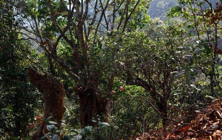 先有莽枝牛滾塘，之后才有普洱府